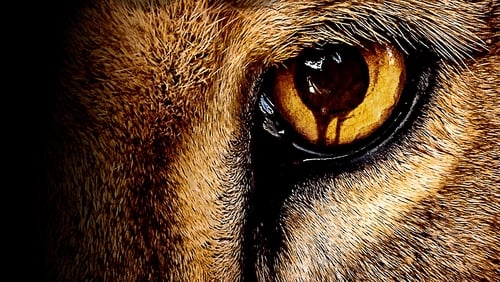 Zoo 3.Sezon 1.Bölüm izle