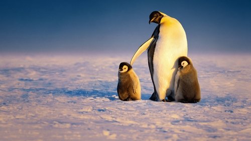 Penguenlerin Gizemli Dünyası 1.Sezon 1.Bölüm izle